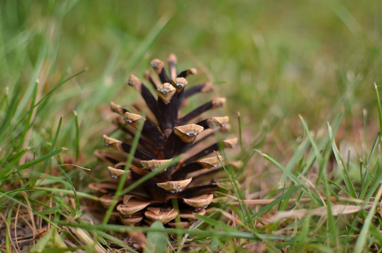 Nikon D5100 sample photo. Pinecone, tree, green photography