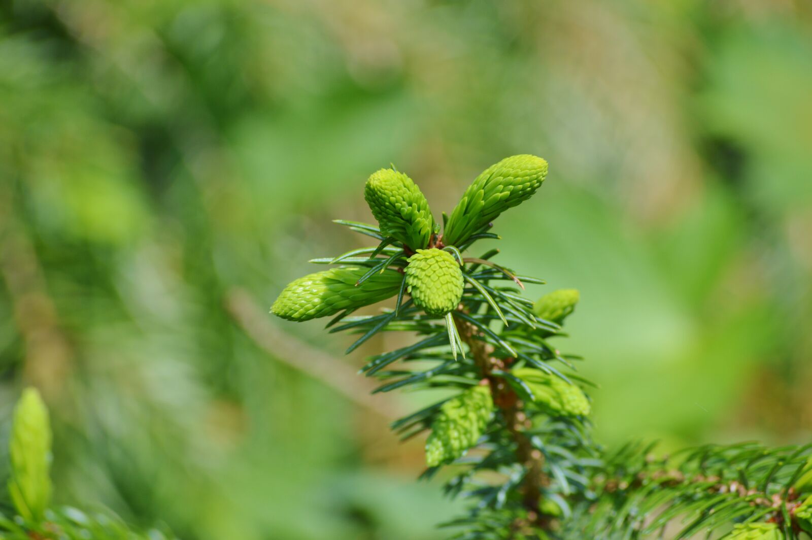 Nikon D3200 sample photo. Pine branch, engine, needles photography