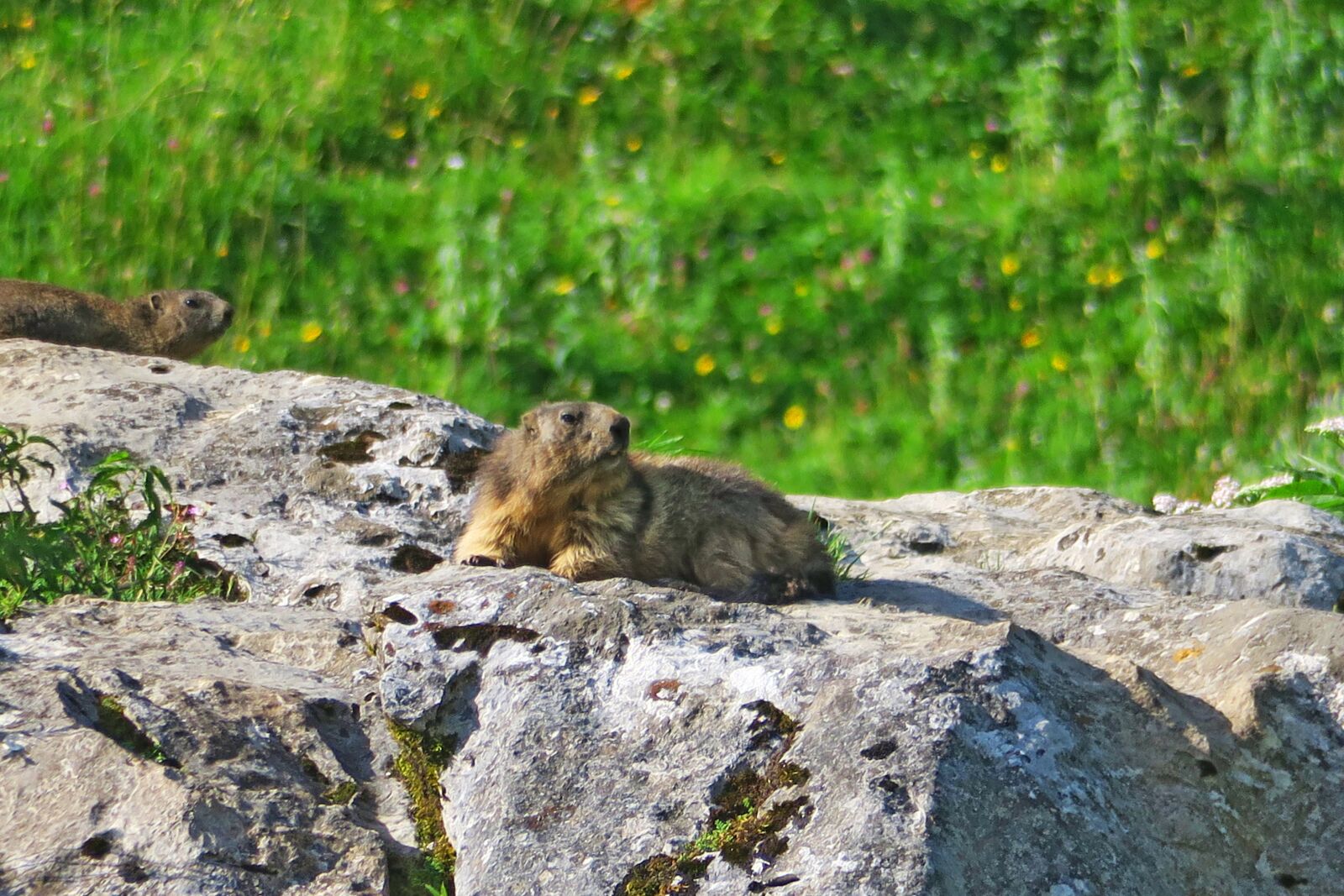 Canon PowerShot G3 X sample photo. Nature, animals, mammal photography