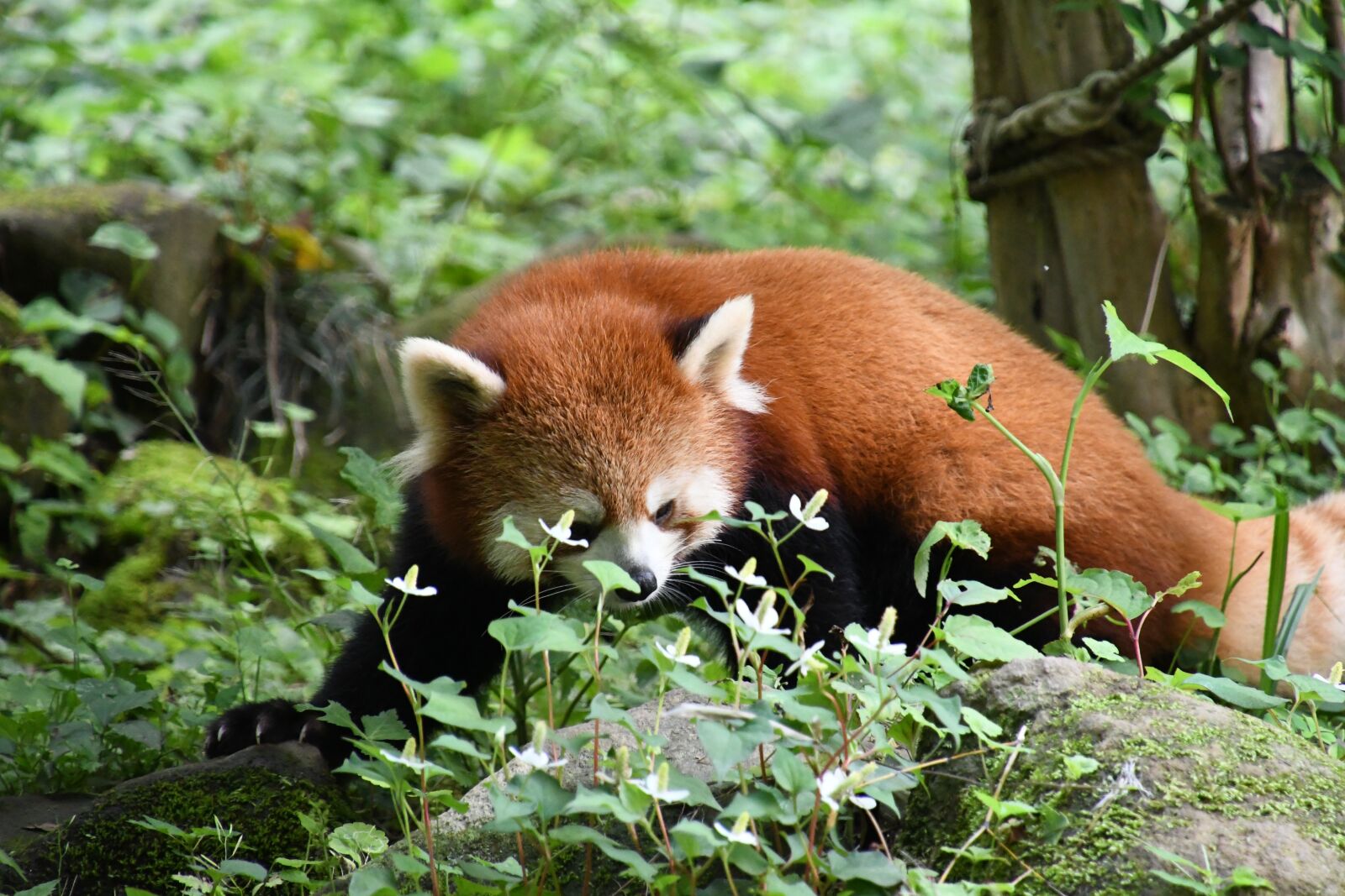 Nikon D7500 sample photo. Redpanda, flower, animal photography