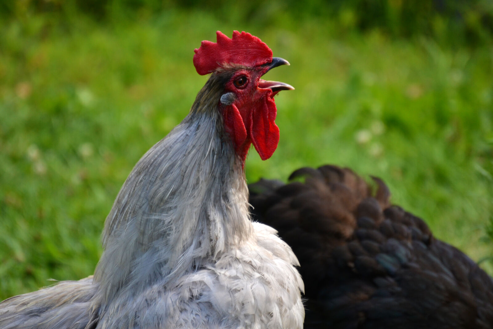 Nikon D3100 sample photo. Backyard, chicken, crow, rooster photography