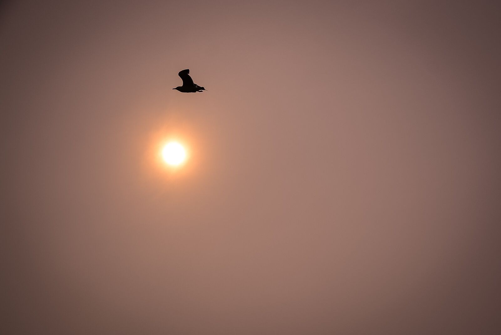 Nikon D7100 sample photo. Bird, seagull, sun photography