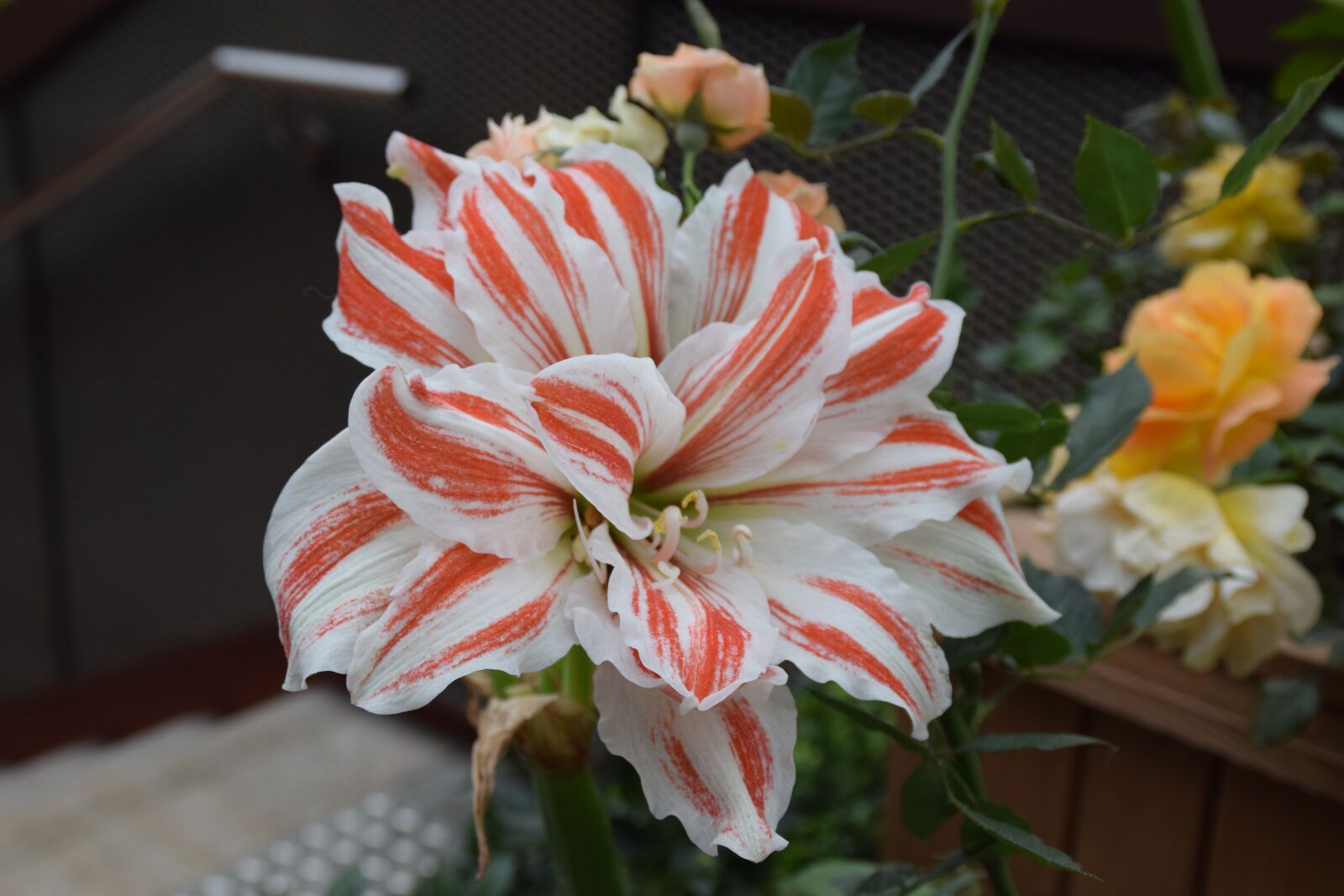 Nikon D5300 sample photo. Lily, blossom, bloom photography