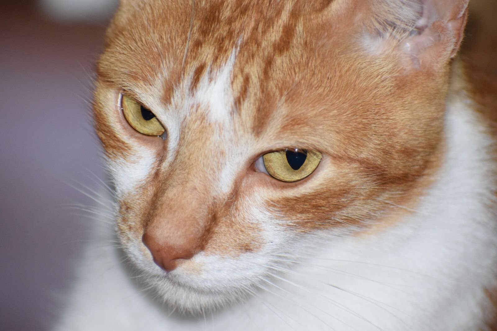 Nikon D5300 sample photo. Pet, cat, feline photography