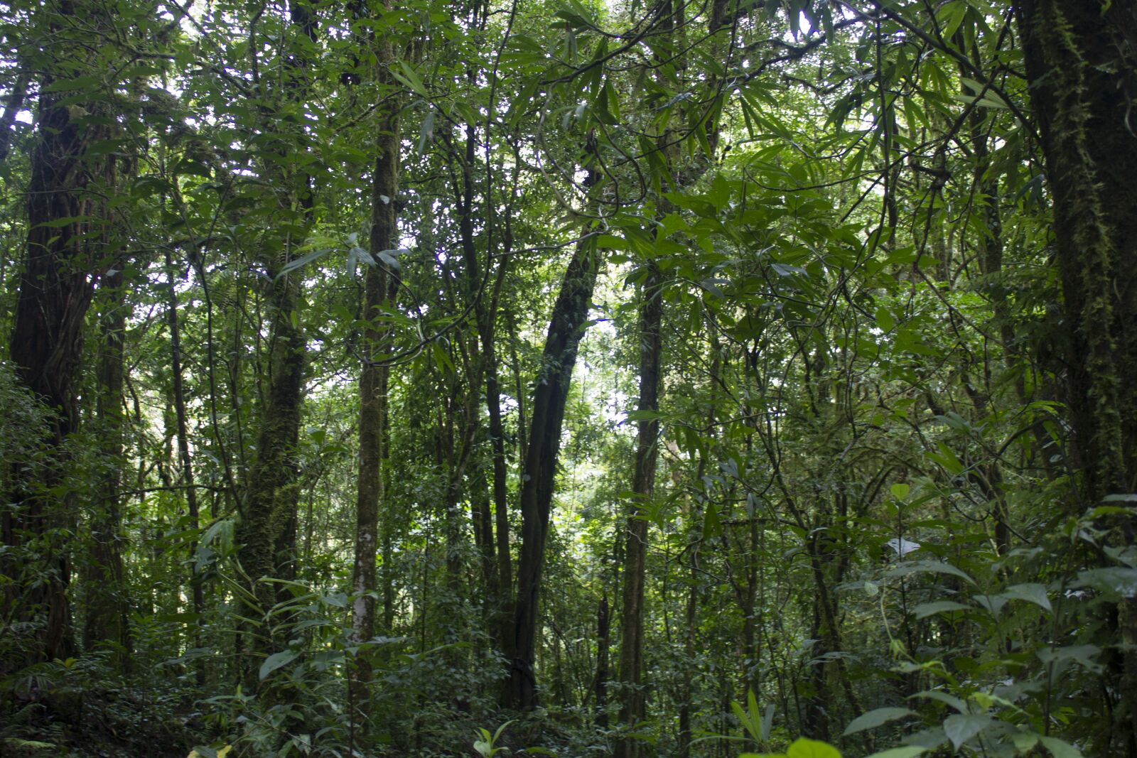 Canon EOS 550D (EOS Rebel T2i / EOS Kiss X4) sample photo. Costa rica, green, tree photography