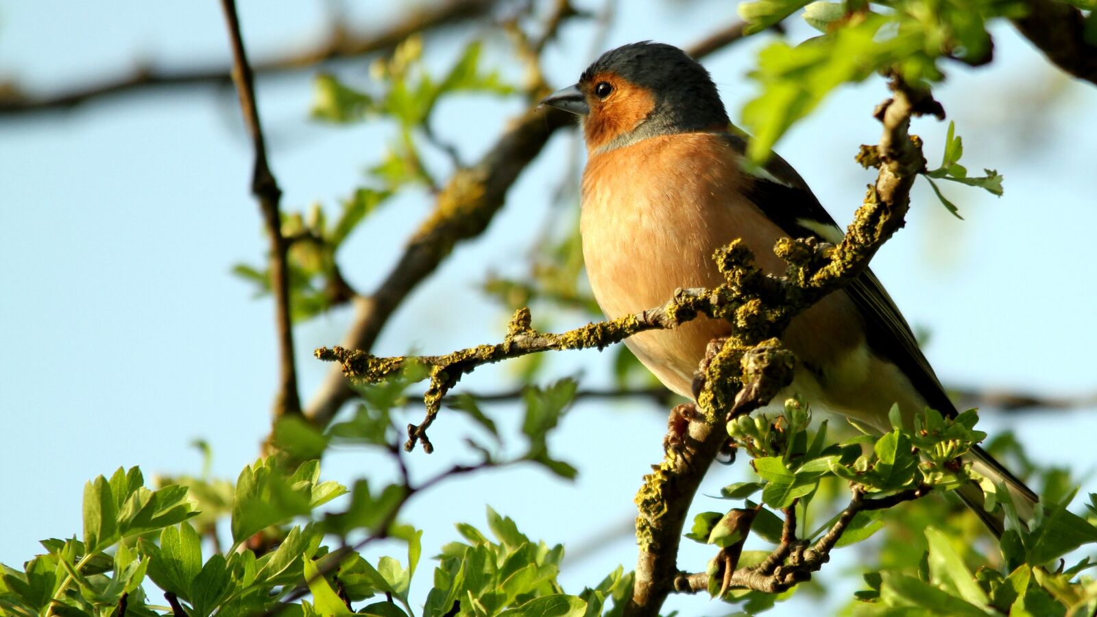 Canon EOS 7D sample photo. Bird, tree, singing photography