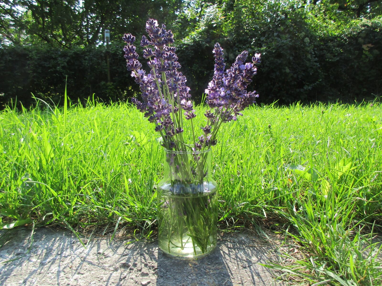 Canon IXUS 172 sample photo. Lavender, grass, bouquet photography
