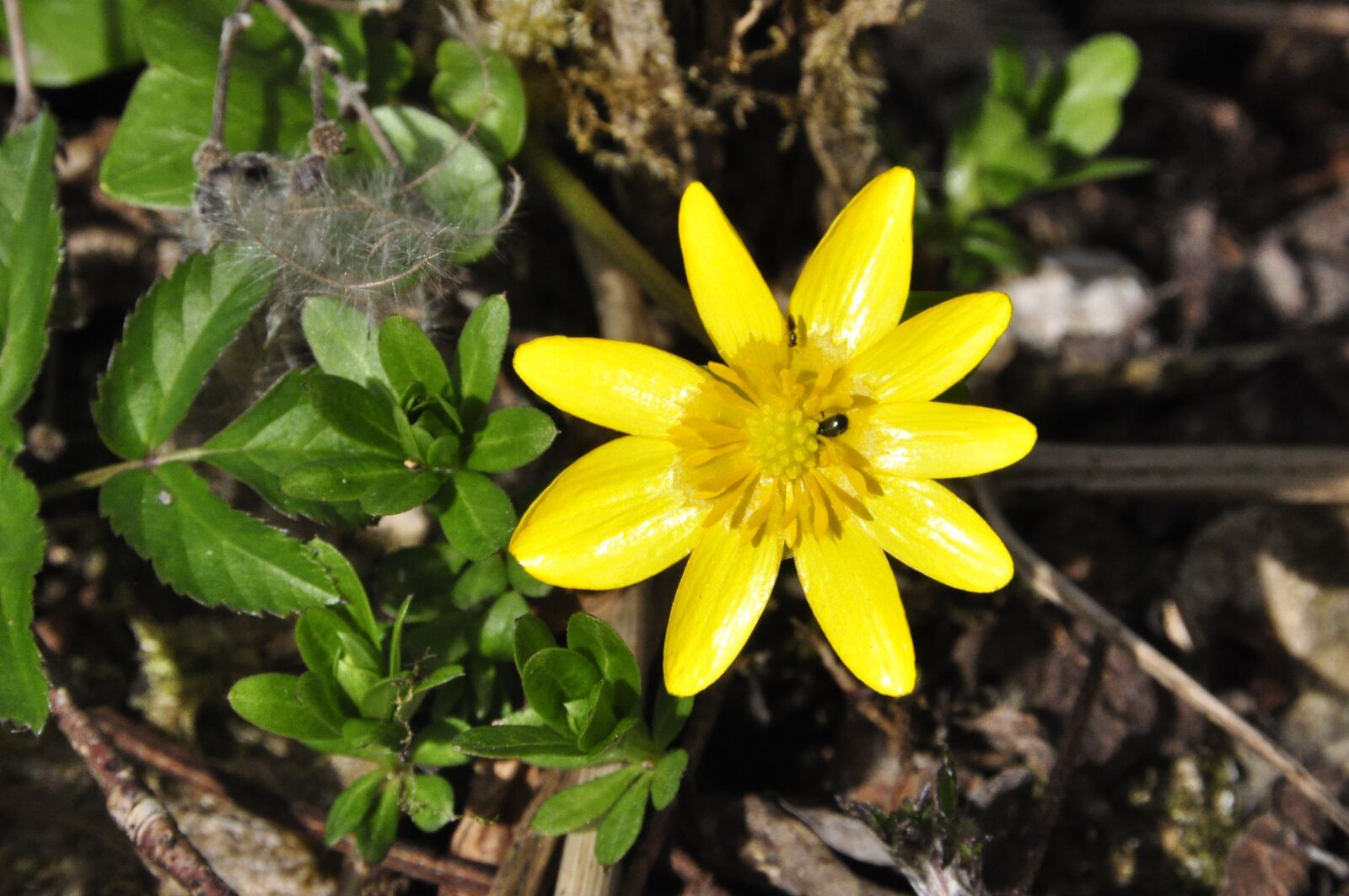 Nikon D90 sample photo. Yellow flower, star, spring photography