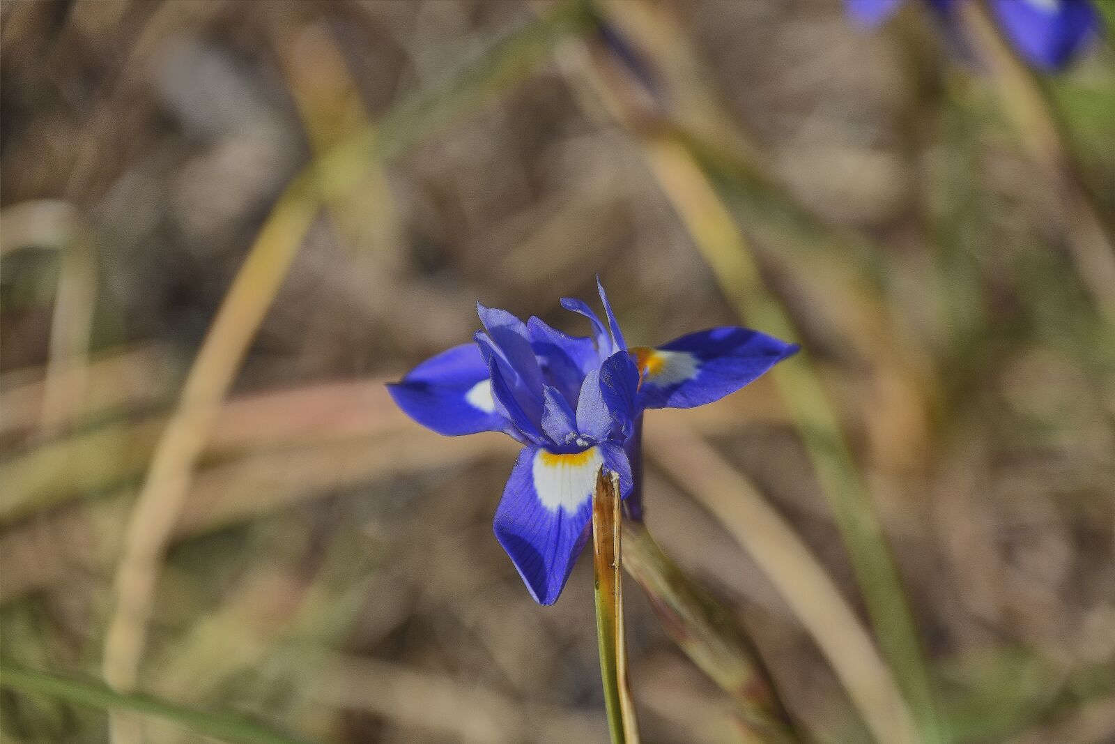 Nikon D7200 sample photo. Flower, garden, wild photography