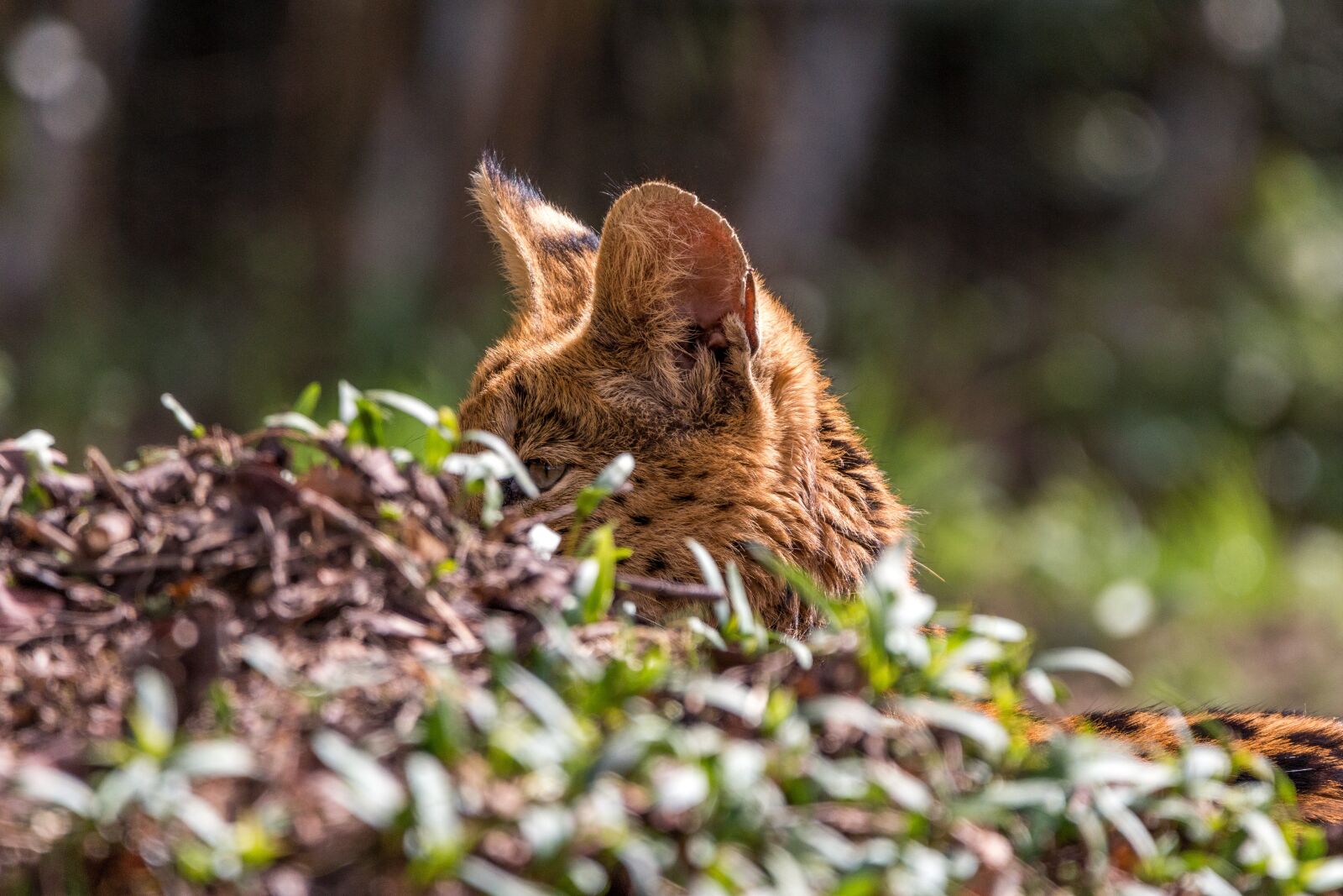 150-600mm F5-6.3 DG OS HSM | Contemporary 015 sample photo. Wildcat, serval, leptailurus serval photography