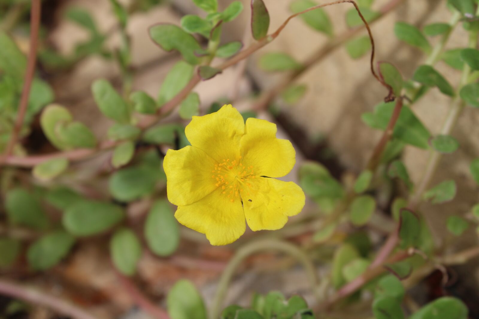 Canon EOS 1200D (EOS Rebel T5 / EOS Kiss X70 / EOS Hi) sample photo. Yellow, flower, spring photography