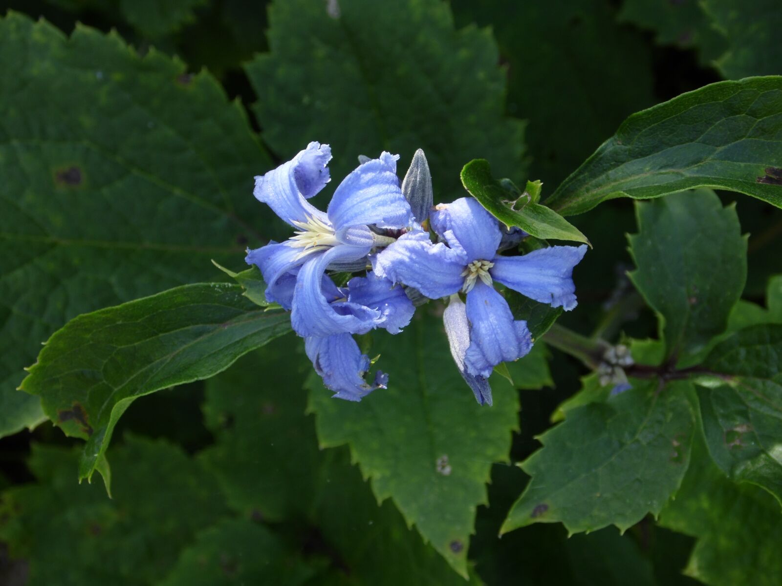 Samsung WB100/ WB101 sample photo. Clematis, shrub, plant photography