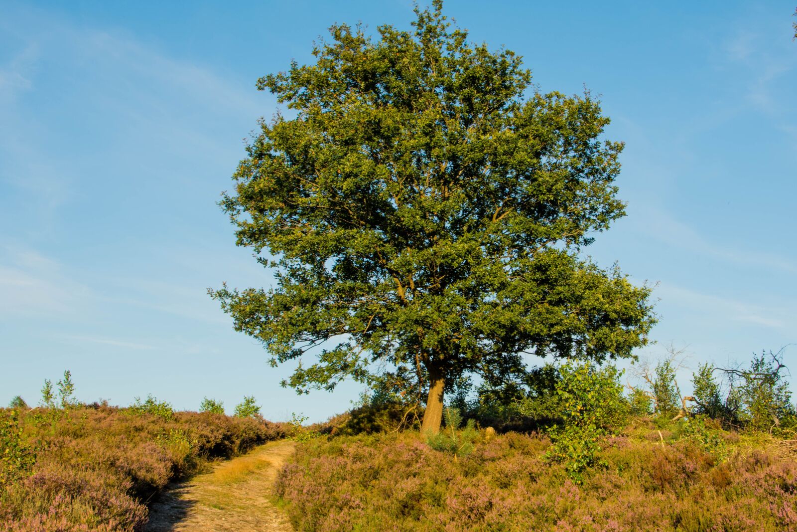 Nikon D7200 sample photo. Nature, landscape, wood photography