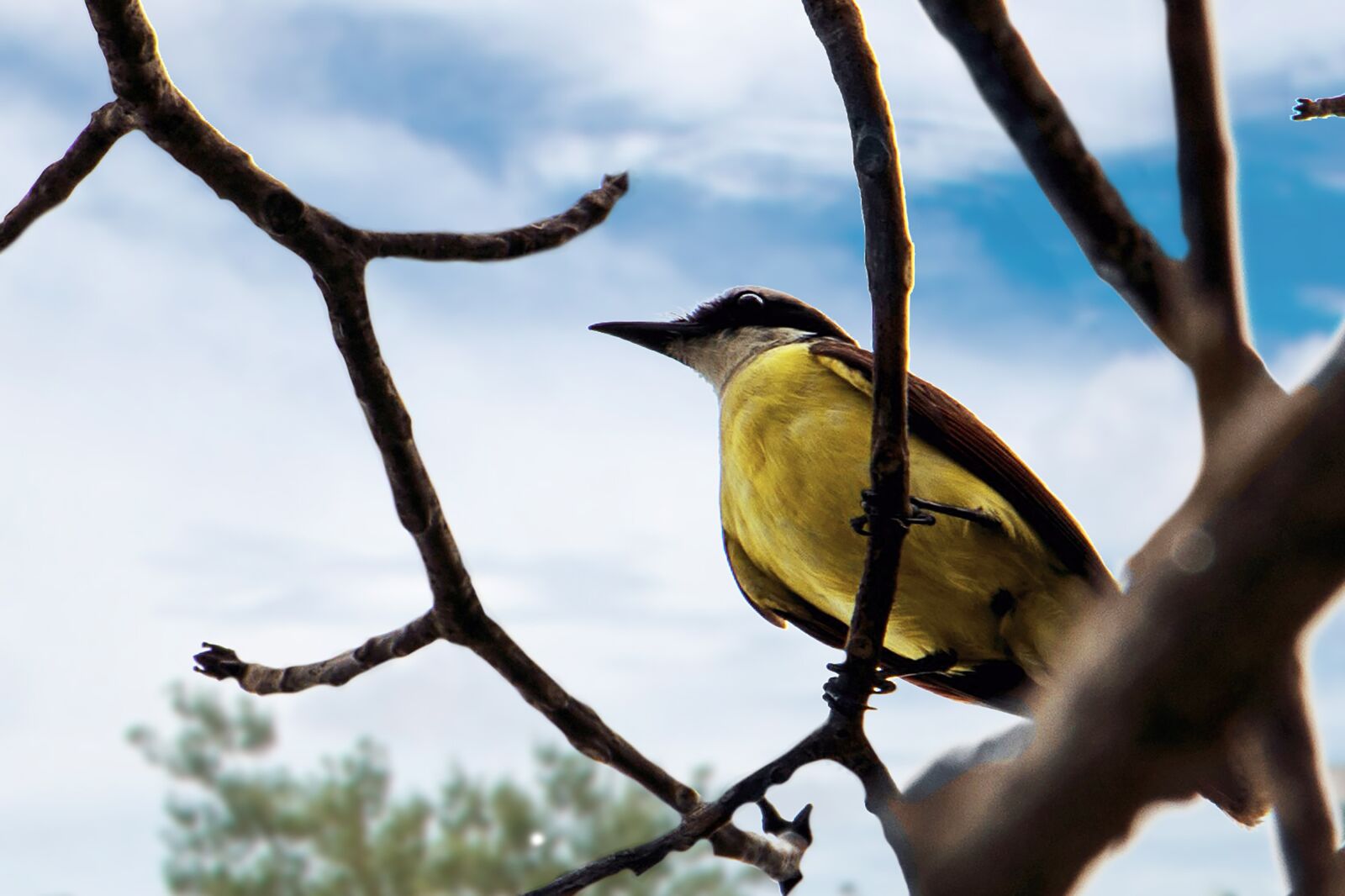 Canon EOS 70D sample photo. Bird, perched, branch photography