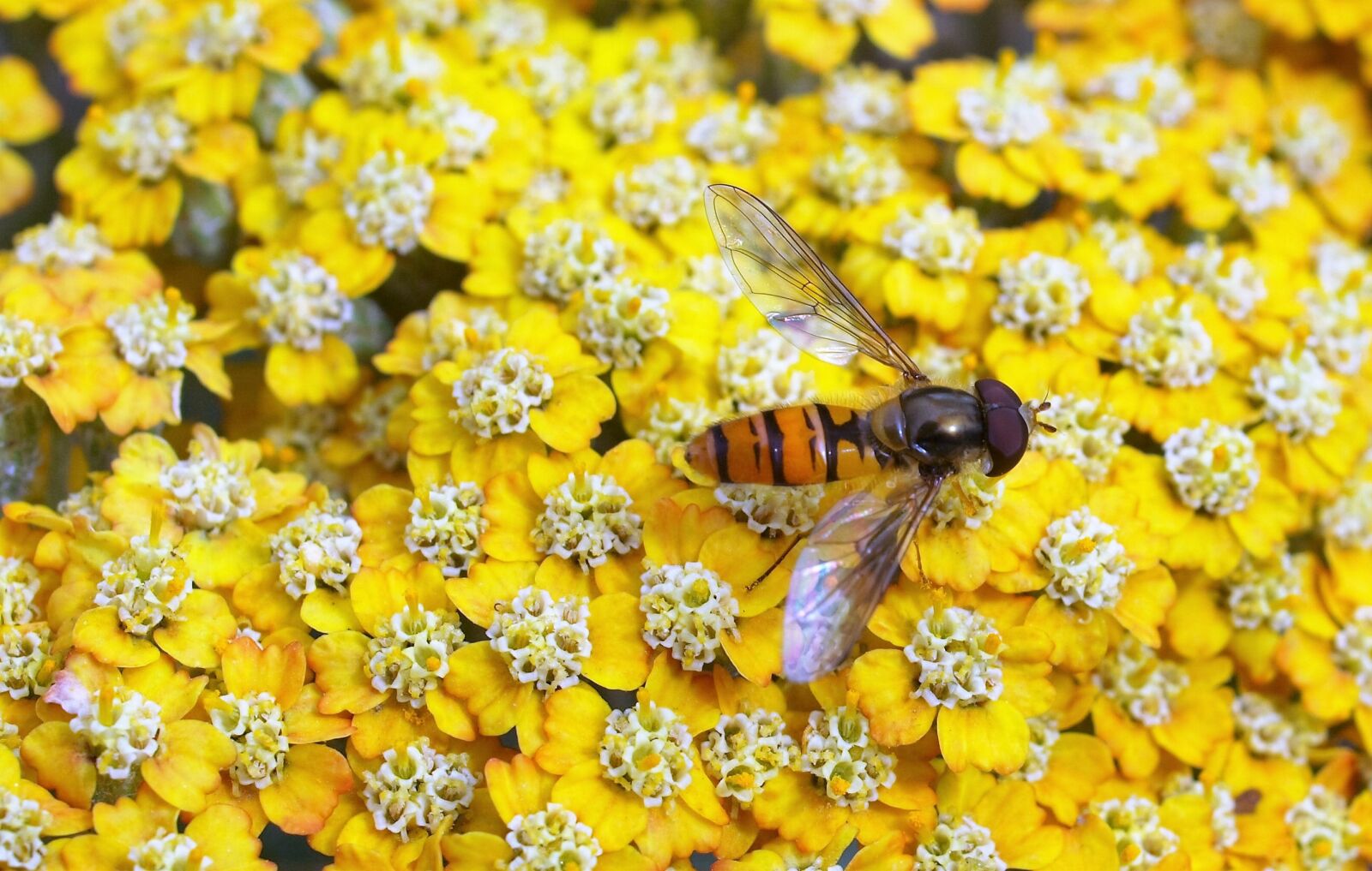 Olympus E-520 (EVOLT E-520) sample photo. Hover fly, insect, fly photography