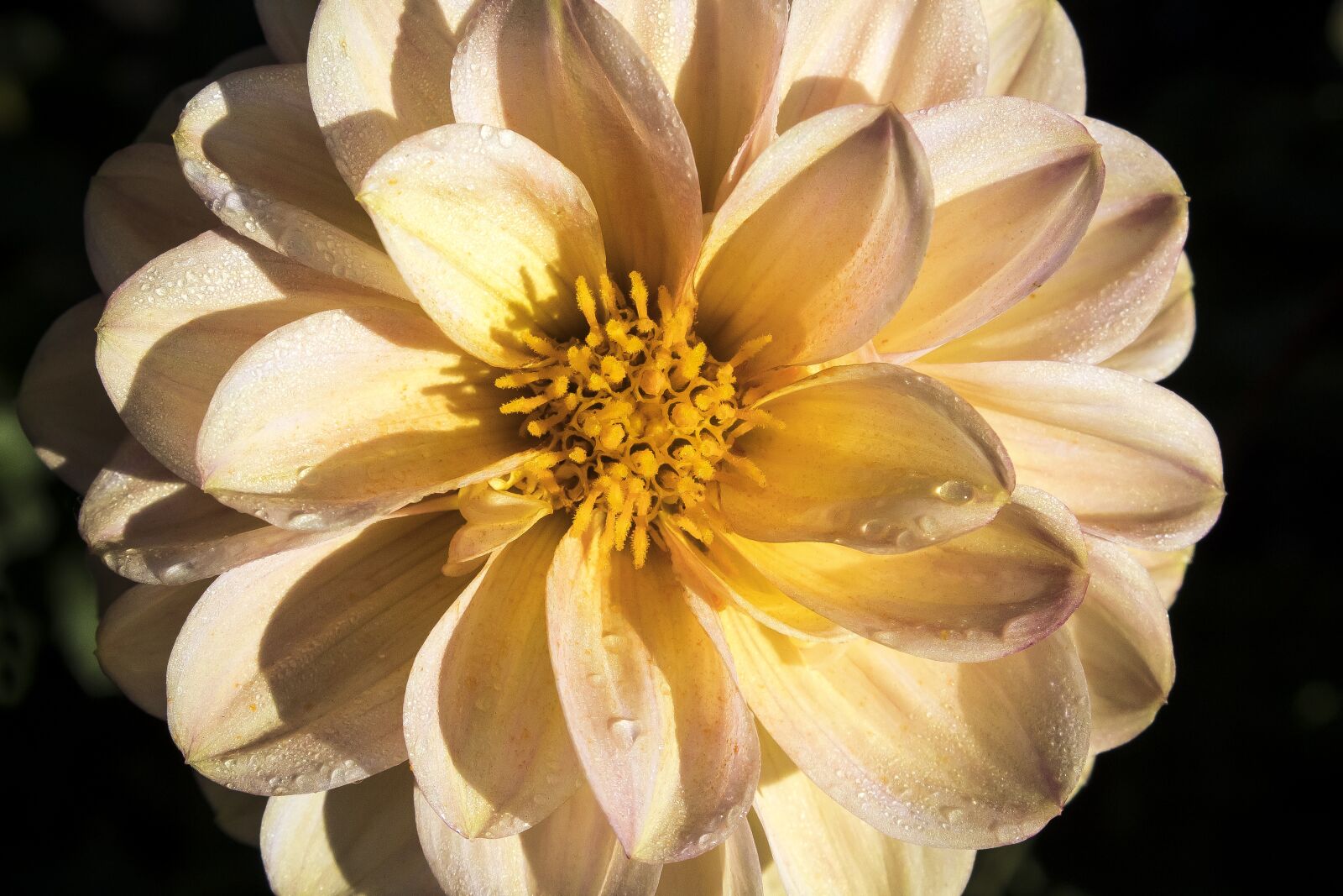 Canon EOS 1300D (EOS Rebel T6 / EOS Kiss X80) sample photo. Dahlia, georgine, plant photography