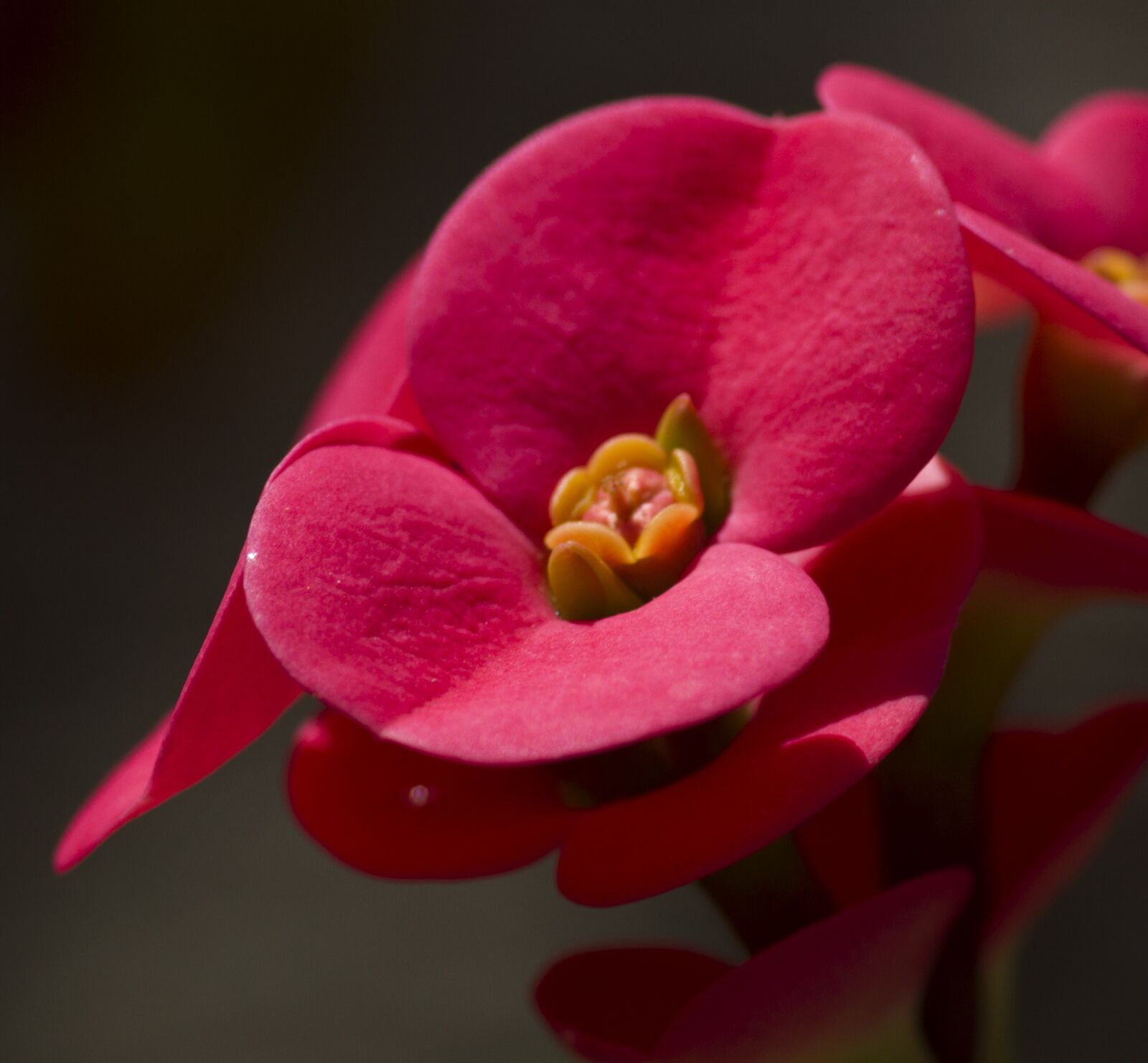 Canon EOS 7D + Tokina AT-X Pro 100mm F2.8 Macro sample photo. Red flower, nysselig, thorn photography