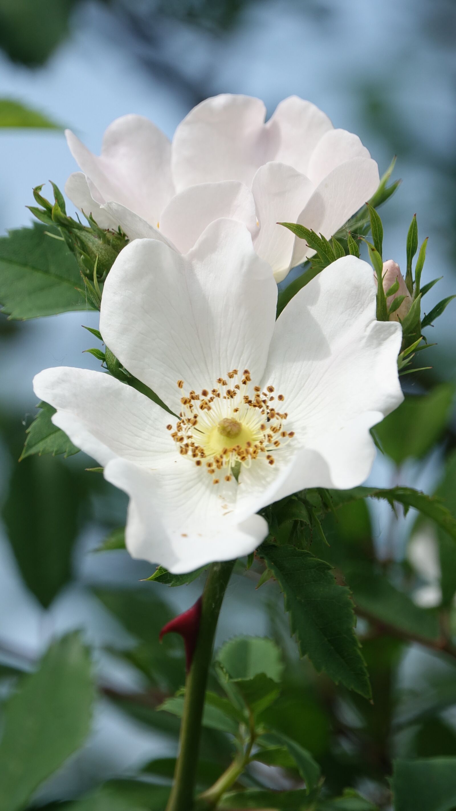 Sony Cyber-shot DSC-RX10 III sample photo. Wild rose, field, nature photography