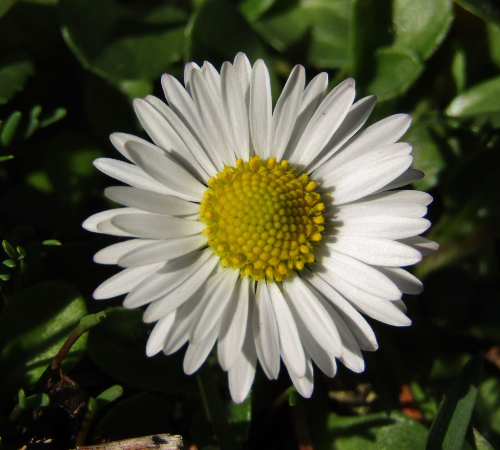 Canon POWERSHOT SX432 IS sample photo. Marie flower, daisy, small photography