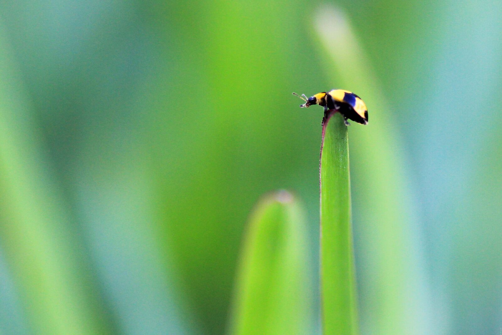 Canon EOS 60D sample photo. Ladybug, nature, yellow photography