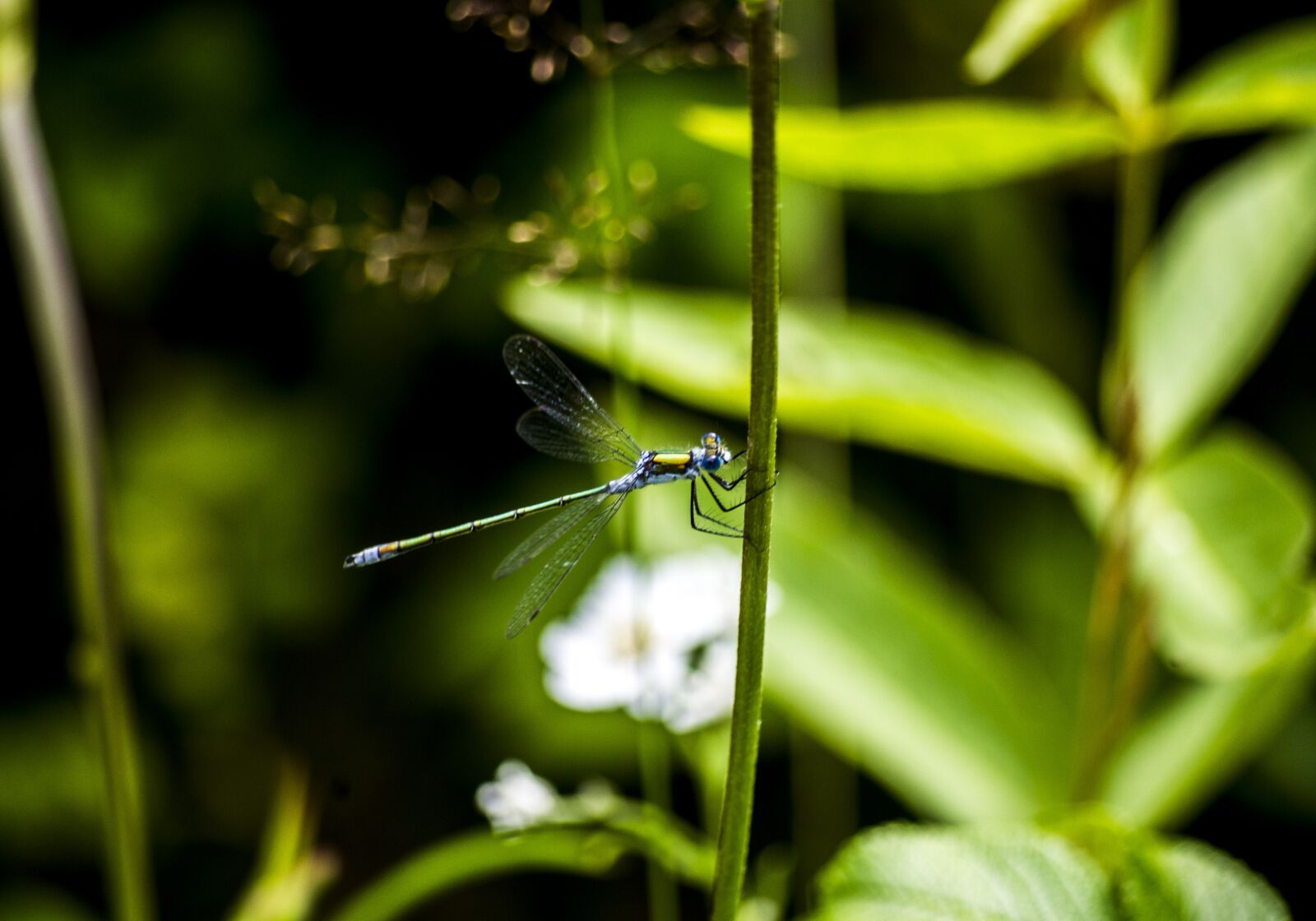 Pentax K-x sample photo. Dragonfly, insect, nature photography
