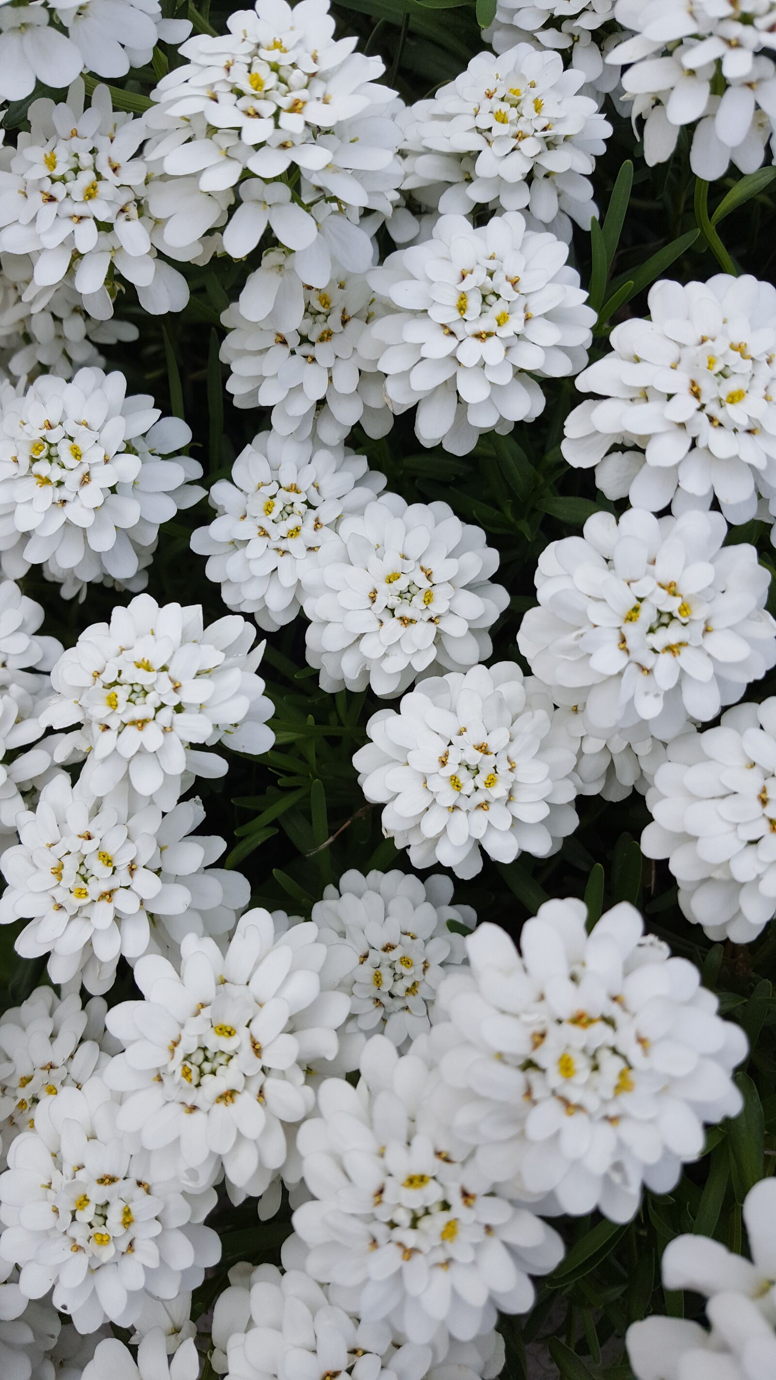 Samsung Galaxy S6 sample photo. Flowers, white, nature photography