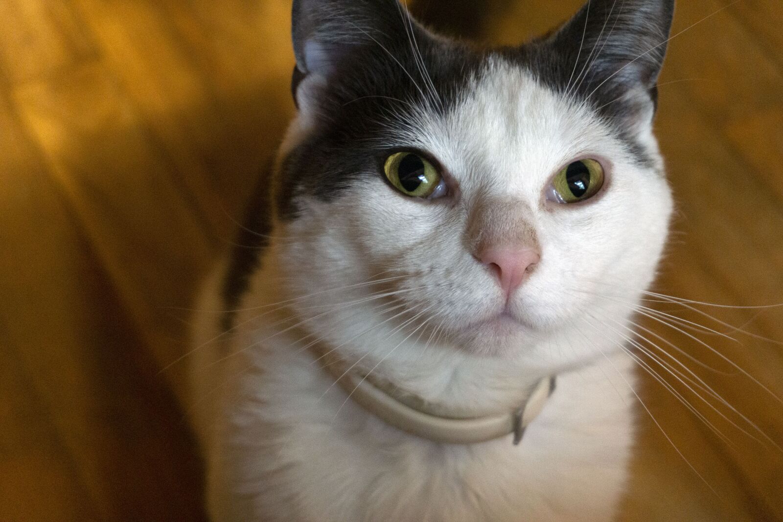 Sony a6000 sample photo. Cat, house cat, pet photography