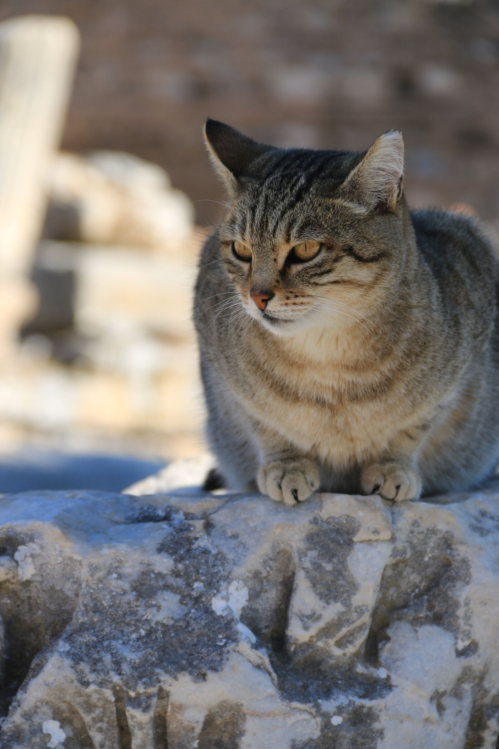 Canon EF-S 18-135mm F3.5-5.6 IS sample photo. Cat, animal, animal portrait photography