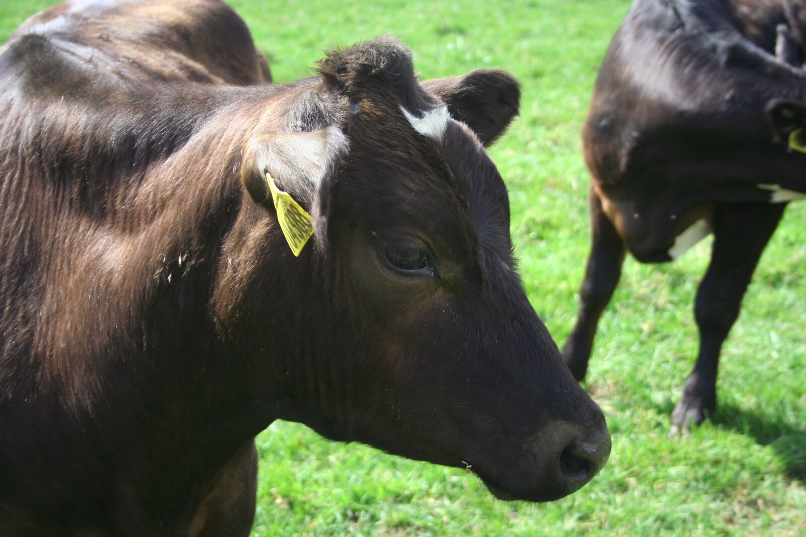 Canon EOS 350D (EOS Digital Rebel XT / EOS Kiss Digital N) sample photo. Cow, grass, mammal photography