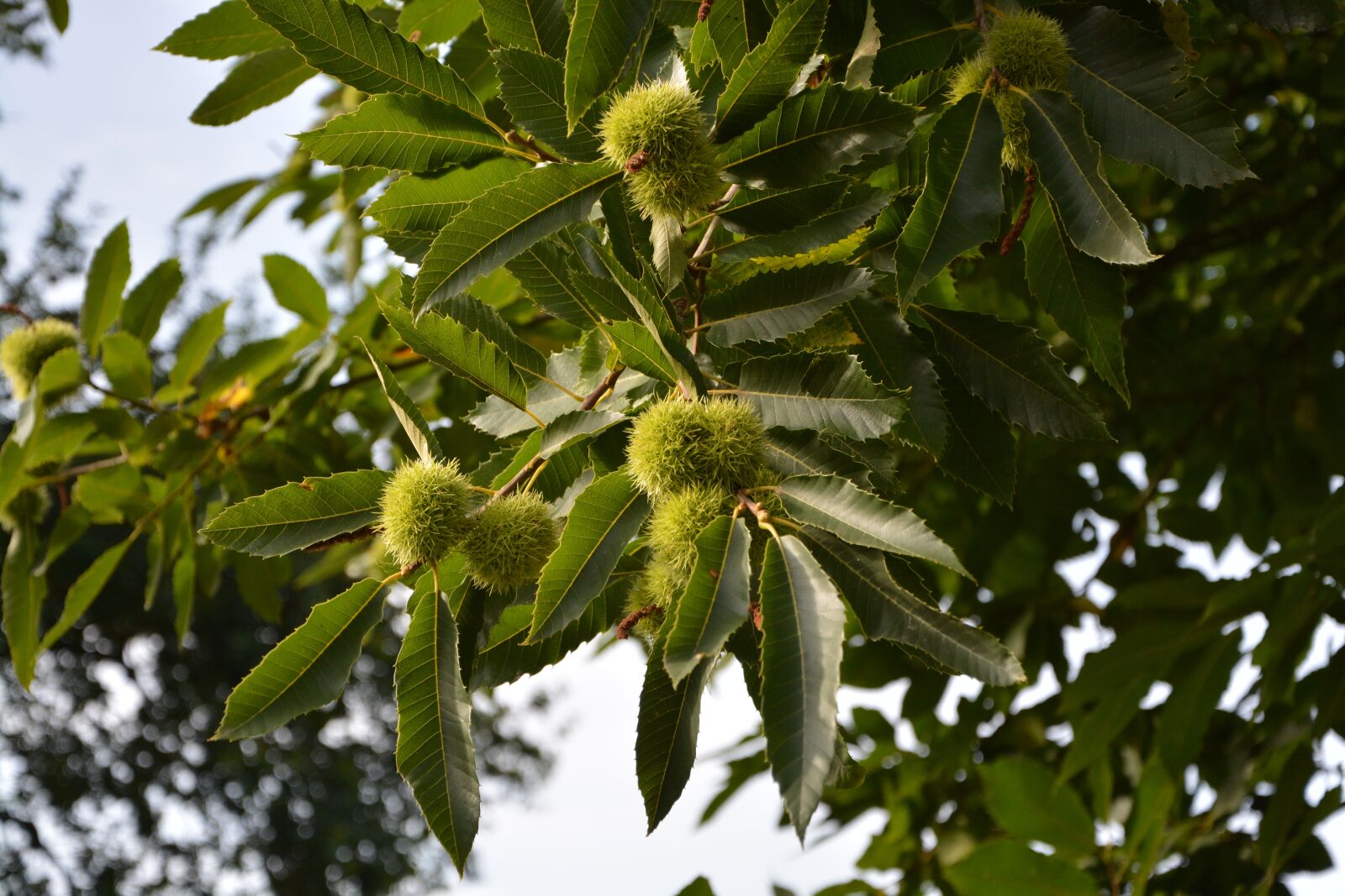 Nikon D5200 sample photo. Chestnut, bugs, chestnuts photography