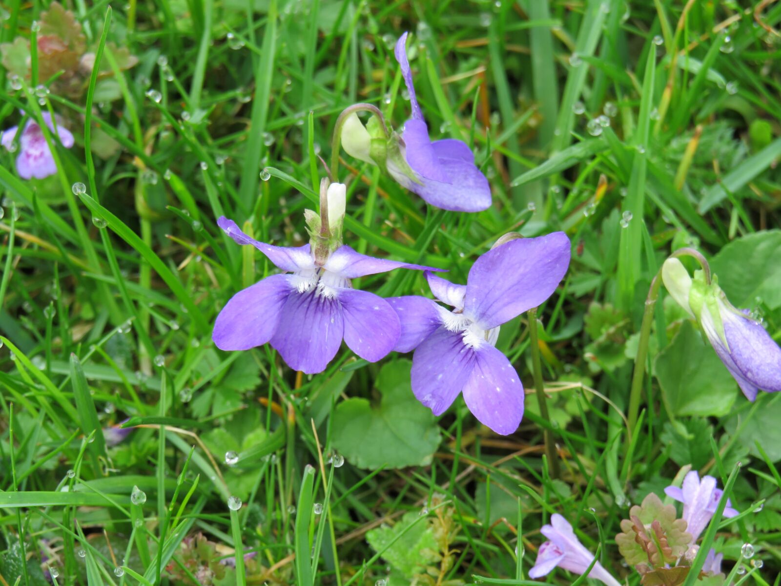 Canon PowerShot SX540 HS sample photo. Violet, purple, spring photography