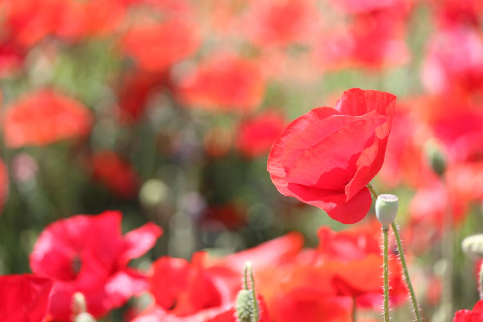 Canon EOS 100D (EOS Rebel SL1 / EOS Kiss X7) + Canon EF-S 55-250mm F4-5.6 IS II sample photo. Red, poppy, flower photography