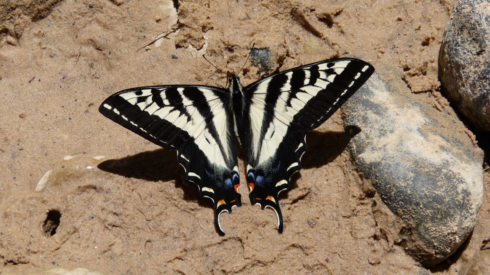 Panasonic DMC-FZ62 sample photo. Butterfly, insect, nature photography