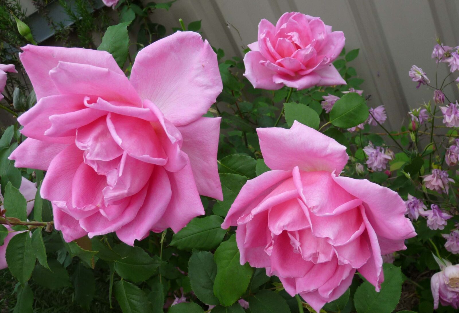 Panasonic Lumix DMC-FZ28 sample photo. Rose, pink, flowers photography