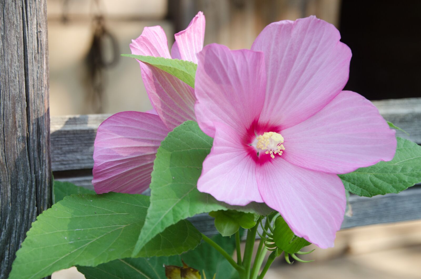 Nikon D5100 sample photo. Flower, mallow, petals photography