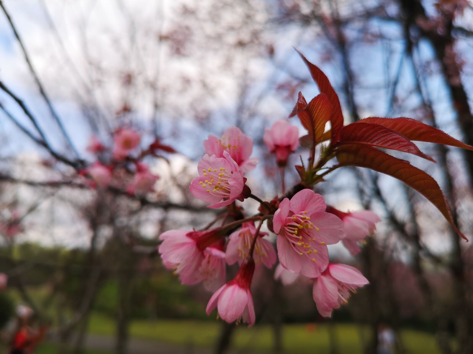 HUAWEI CLT-L29 sample photo. Leaves, mandelblüte, pink photography