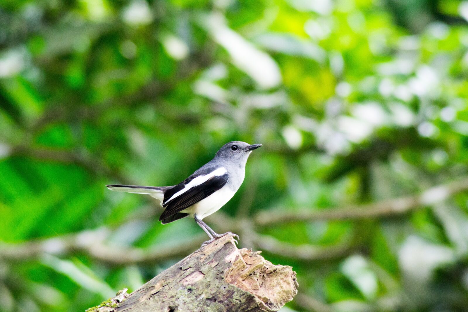 Nikon D3100 sample photo. Robbin, the national bird photography