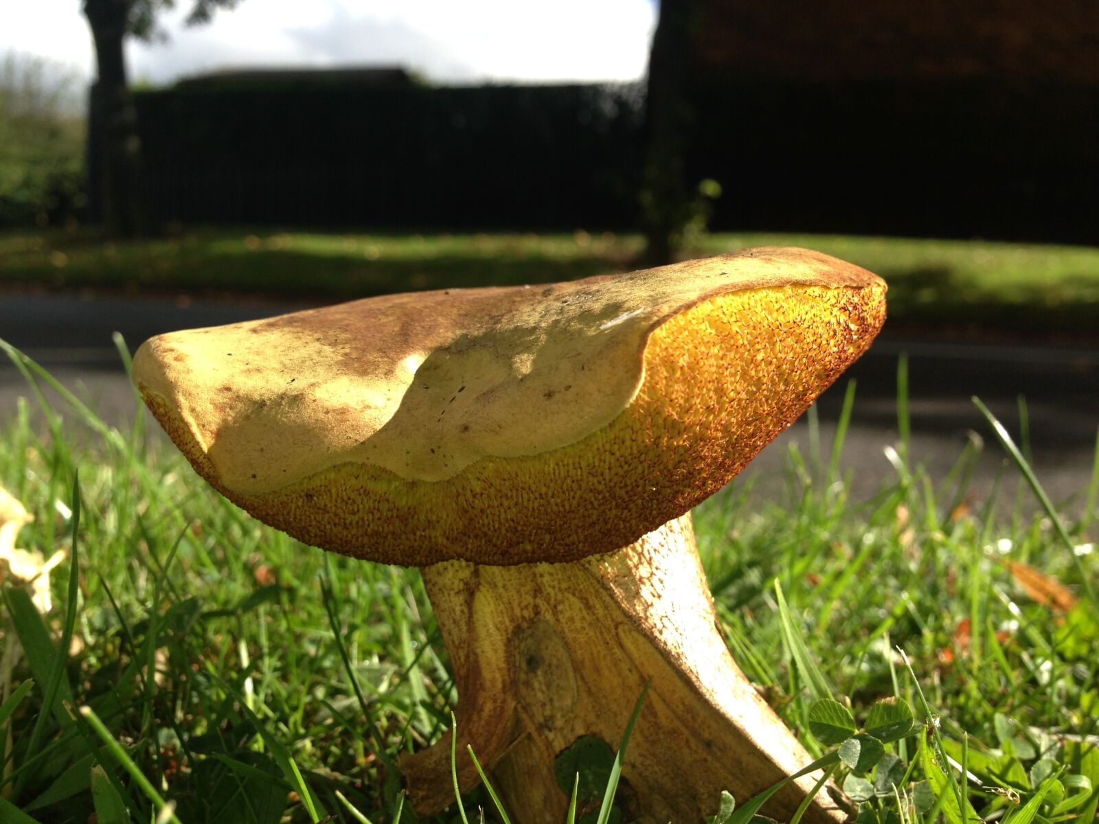 iPhone 5 back camera 4.12mm f/2.4 sample photo. Mushroom, grass, closeup photography