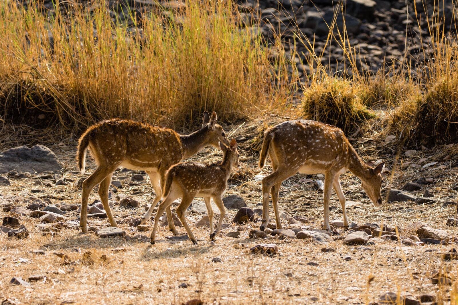Canon EOS 7D Mark II sample photo. India, ranthambore, nature reserve photography