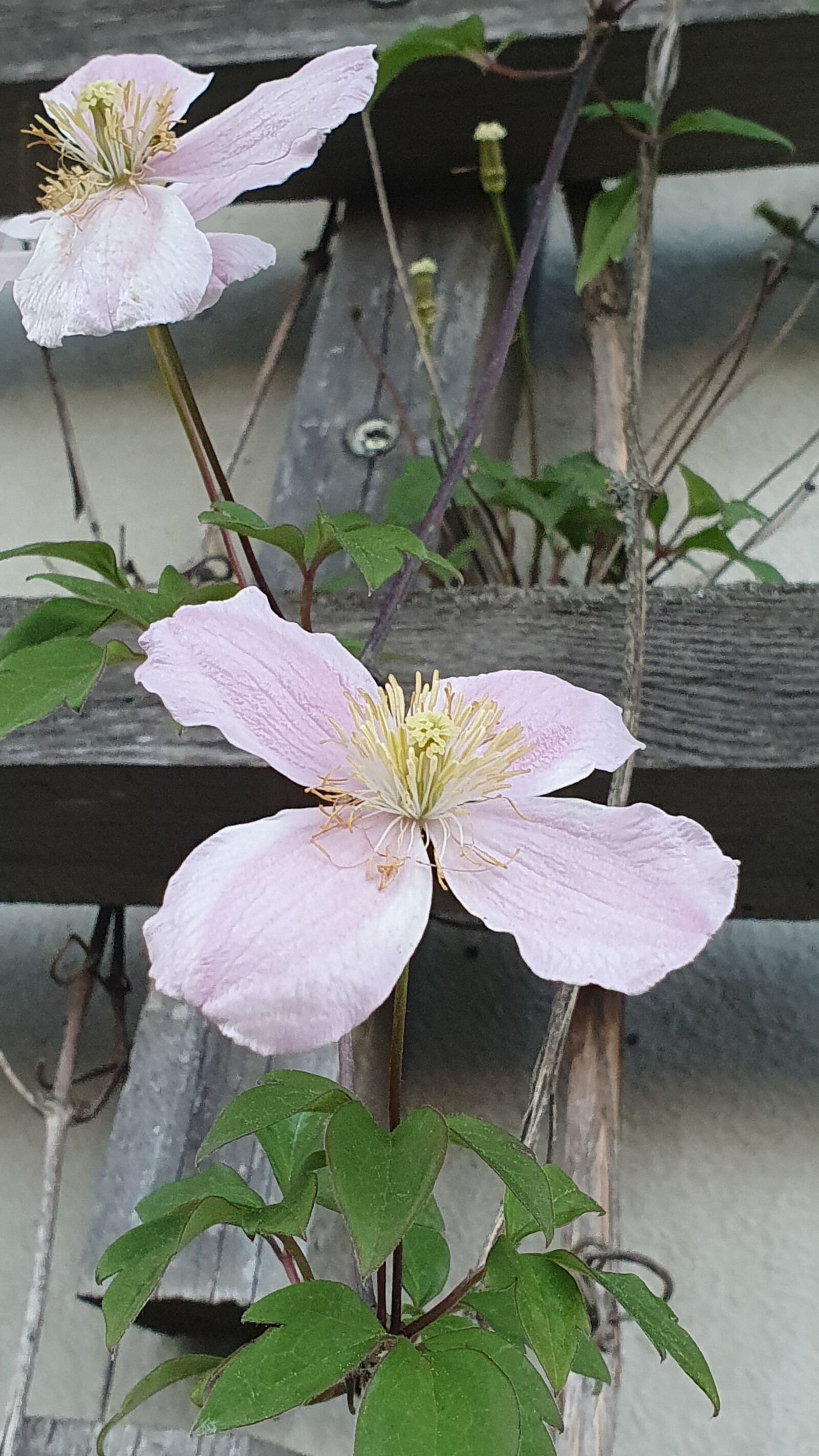 Samsung Galaxy S10+ sample photo. Clematis, pink, spring photography