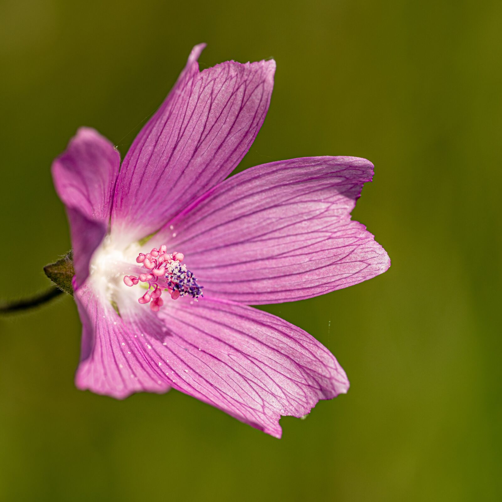 Nikon D850 sample photo. Mallow, flower, pink photography