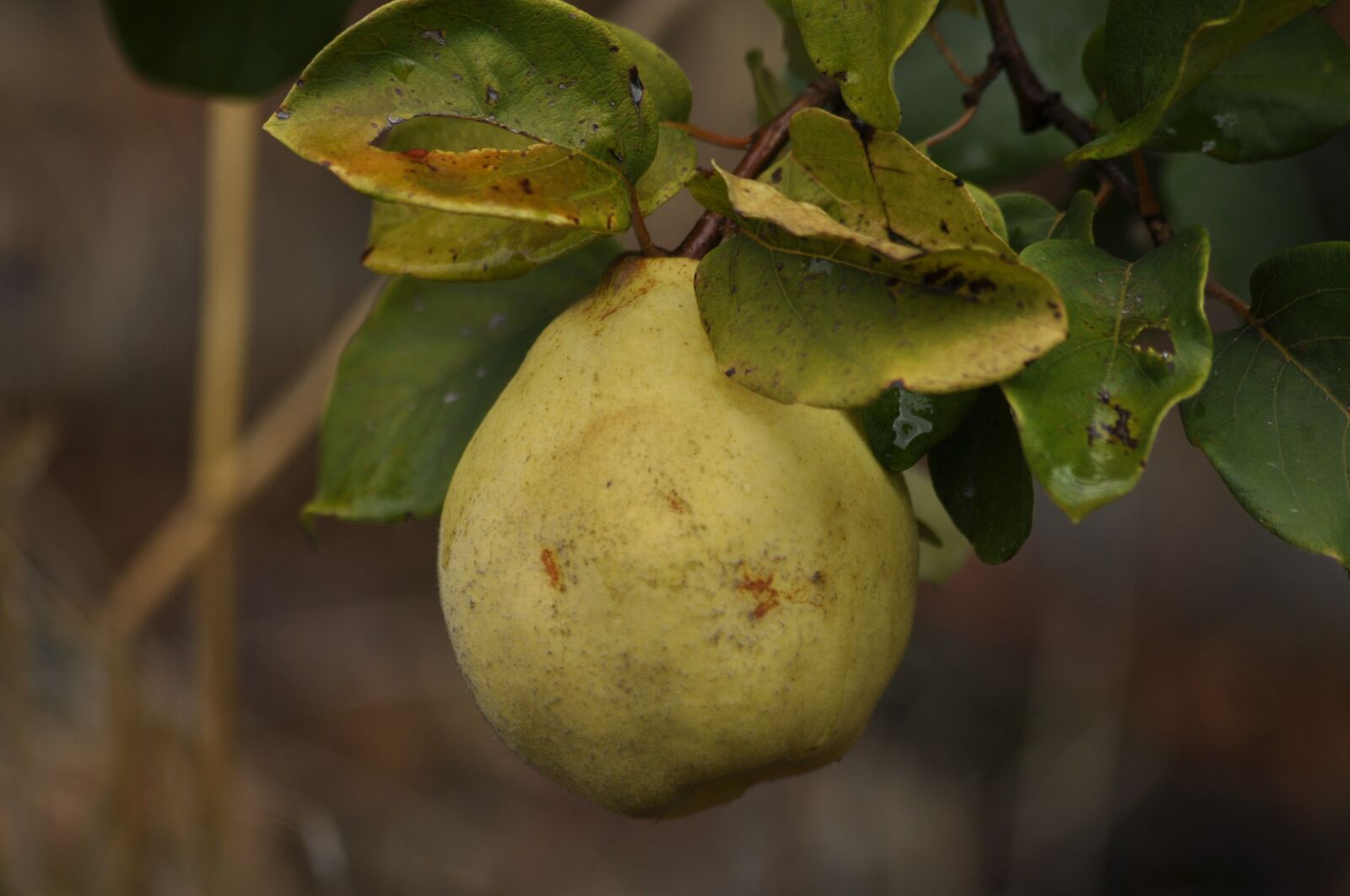 Nikon D90 sample photo. Quince, tree, branch photography