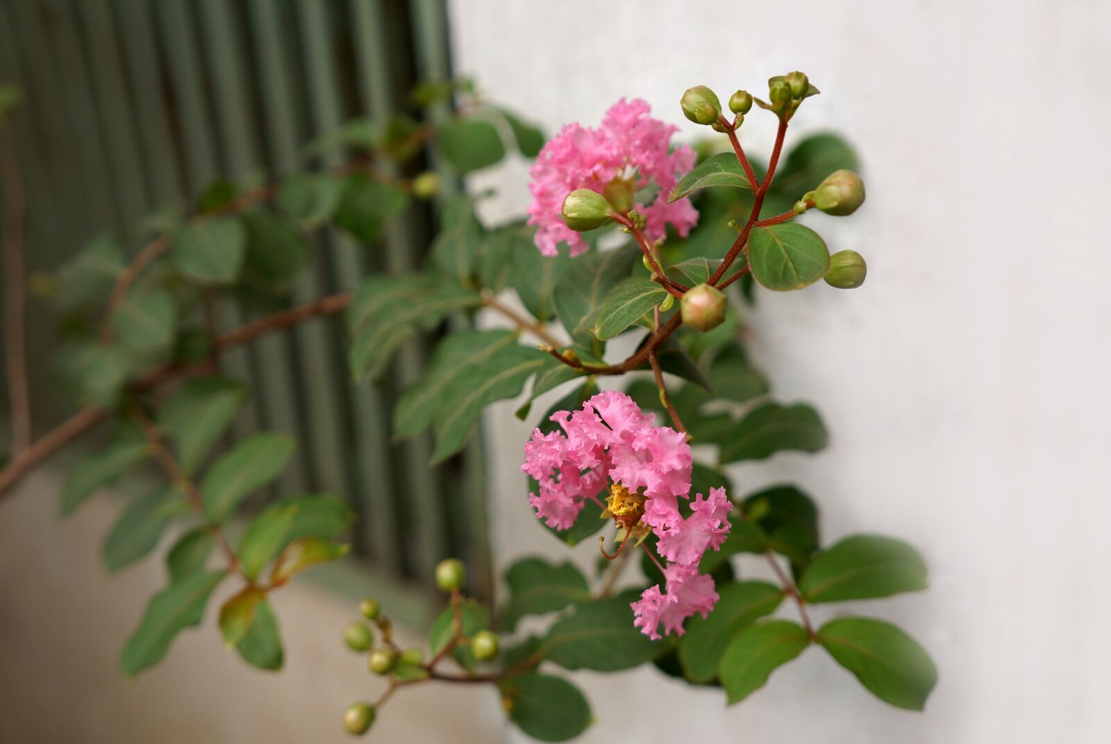 Sony Alpha NEX-F3 + Sony E 18-55mm F3.5-5.6 OSS sample photo. Natural, hoa tuong vy photography