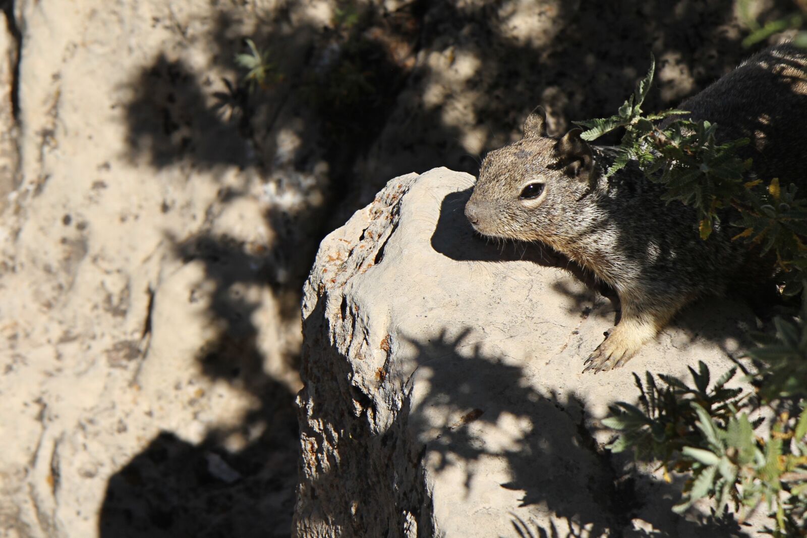 Canon EOS 7D sample photo. Grand canyon, squirrel, animal photography