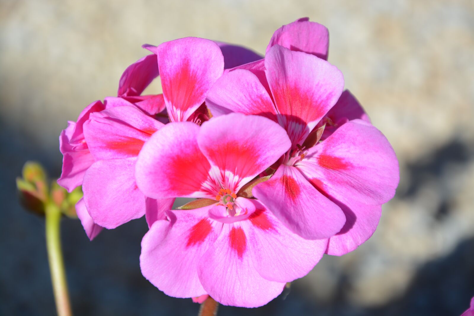Nikon D5200 sample photo. Summer flowers, rose geranium photography