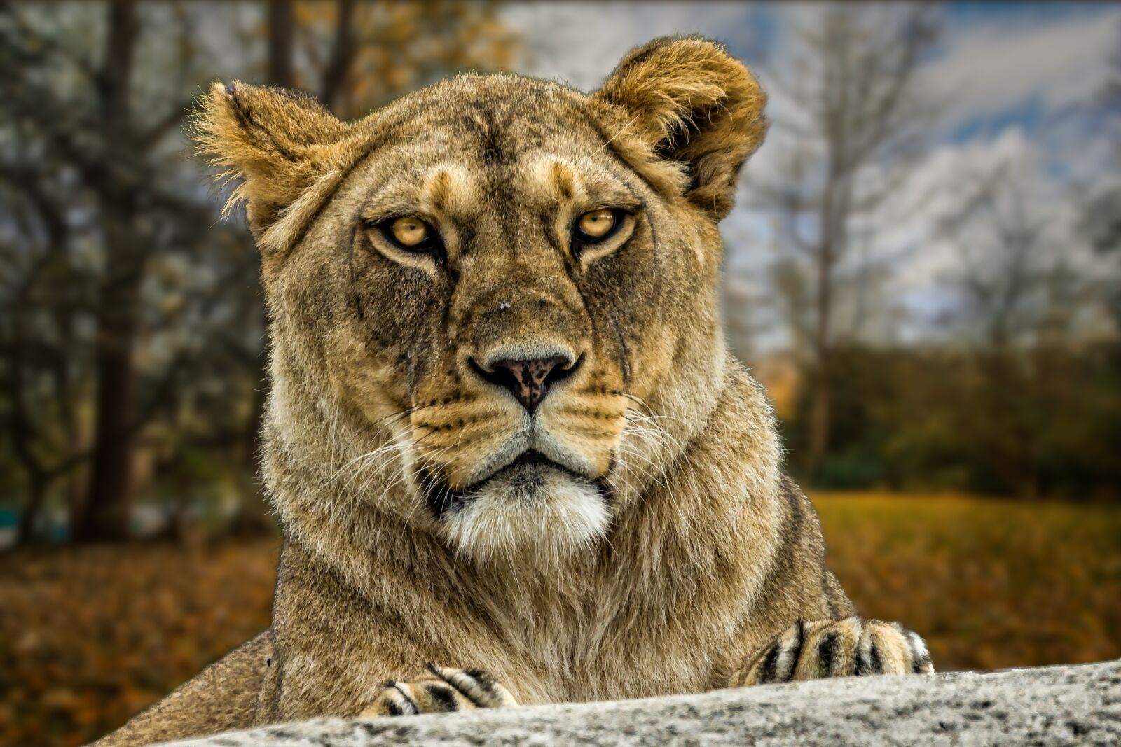 Canon EF 70-300mm F4-5.6L IS USM sample photo. Nature, fauna, animal photography