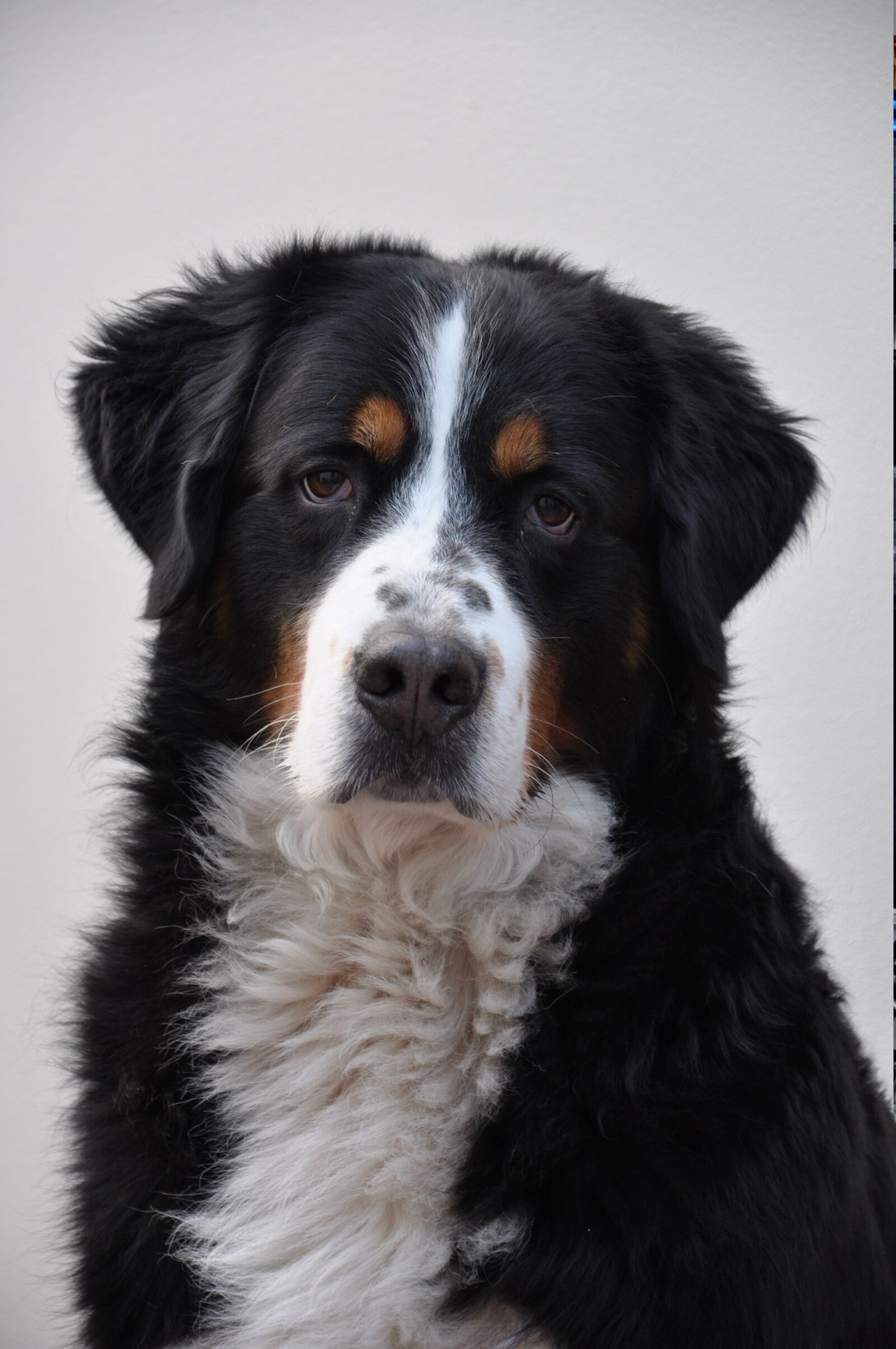Nikon D90 sample photo. Greater swiss mountain, dog photography