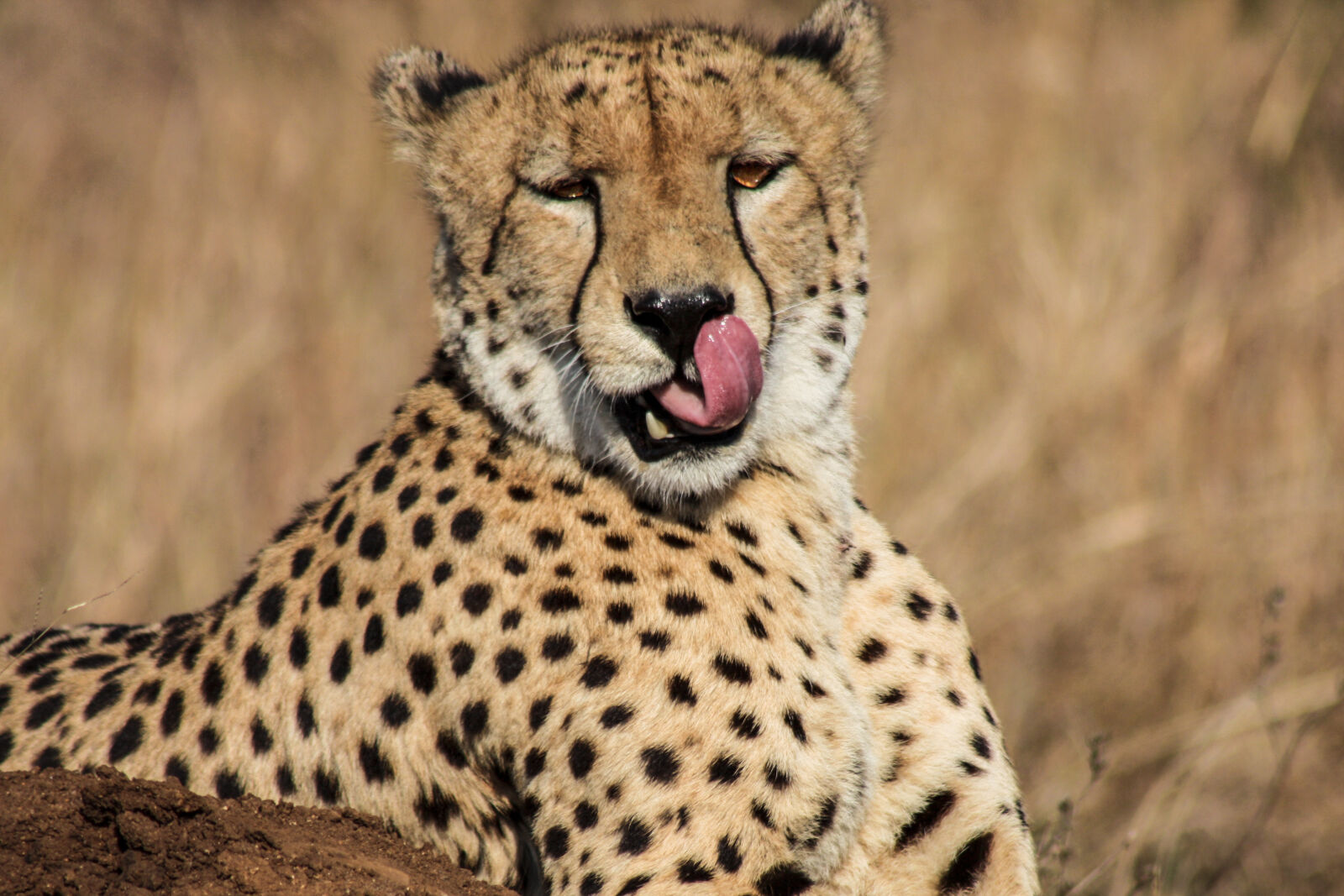Canon EOS 450D (EOS Rebel XSi / EOS Kiss X2) sample photo. Cheetah, eaten, lips photography