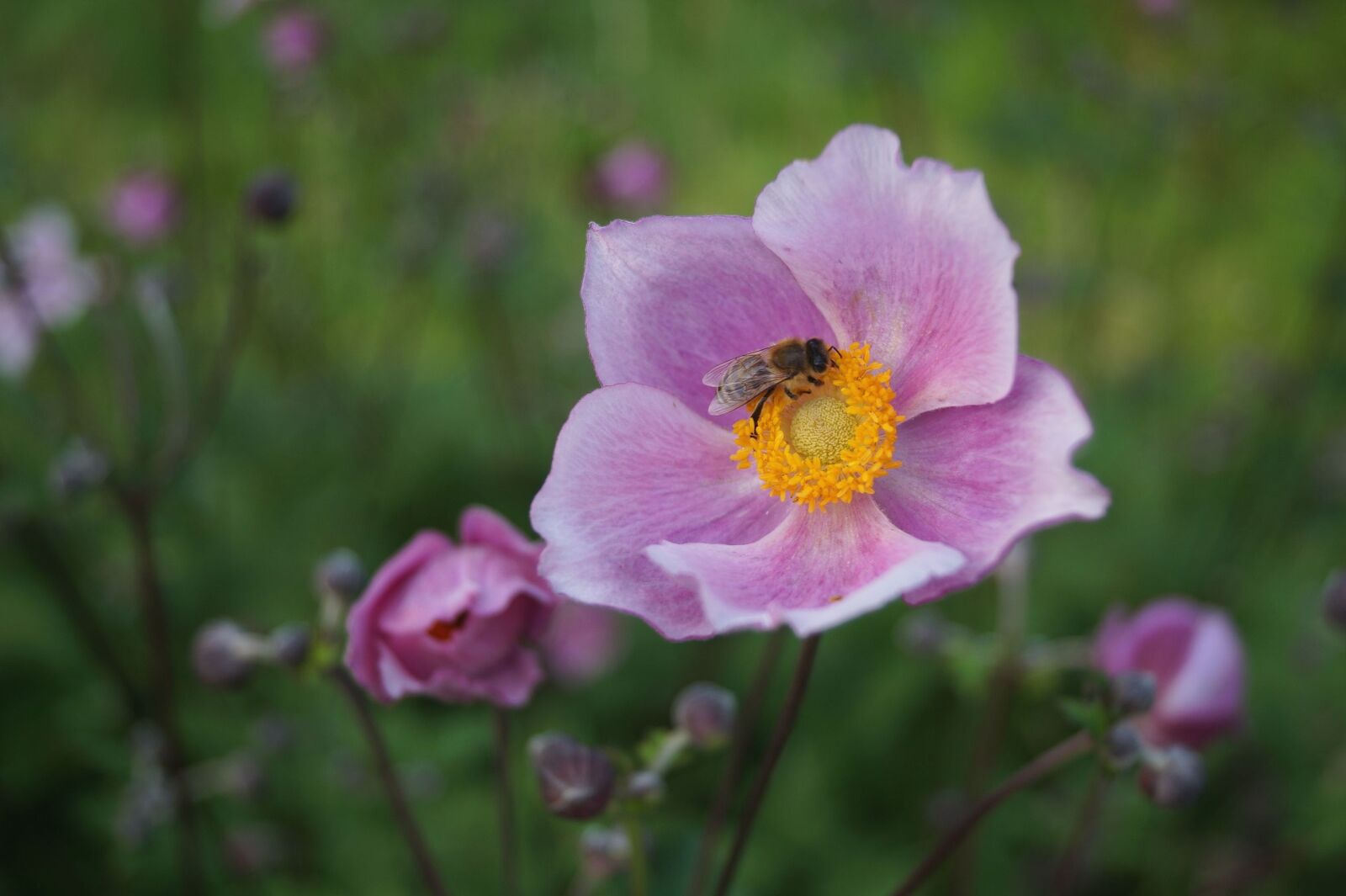 Sony DT 18-55mm F3.5-5.6 SAM II sample photo. Flower, plant, nature photography