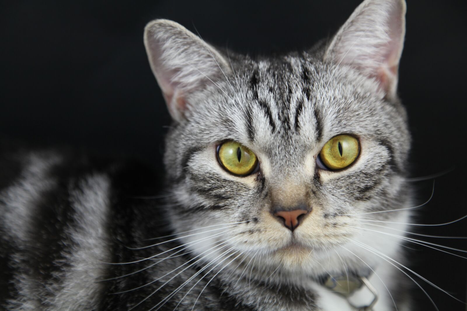 Canon EOS 5D Mark II sample photo. British short hair, cat photography